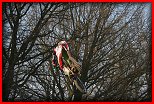 První jarní trénink Nové Město nad Metují 21.3.2009